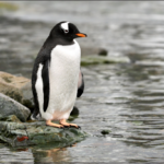 What exactly did the penguins do?