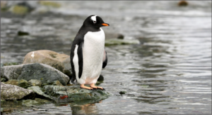 Read more about the article What exactly did the penguins do?
