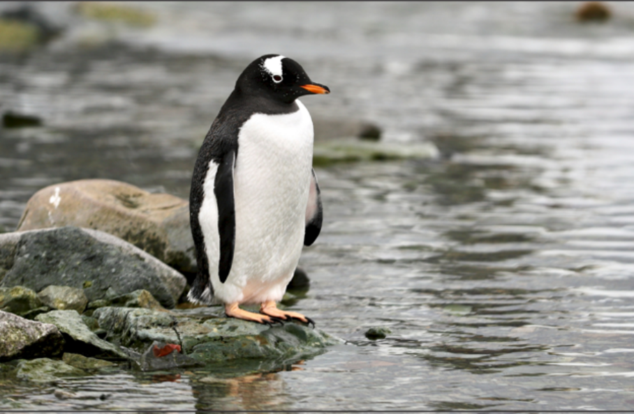 What exactly did the penguins do?